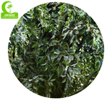 Easy To Care H400cm Lifelike Artificial Laurel Tree Anti Fading
