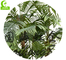 Lifelike искусственного тропического дерева ладони 250cm Феникса Handmade высокое