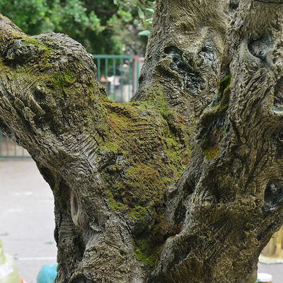 Factory Priced Large Artificial Olive Tree Huge Ornamental Fiberglass Tree for Indoor Restaurants and Shopping Malls Decor