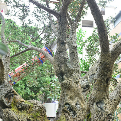 Factory Priced Large Artificial Olive Tree Huge Ornamental Fiberglass Tree for Indoor Restaurants and Shopping Malls Decor