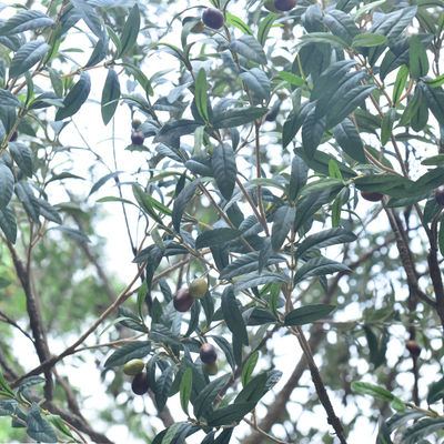 Factory Priced Large Artificial Olive Tree Huge Ornamental Fiberglass Tree for Indoor Restaurants and Shopping Malls Decor