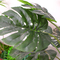 Отсутствие заботя искусственных деревьев ландшафта с вечнозелёным растением заводов Monstera лилии бамбуковым небольшим