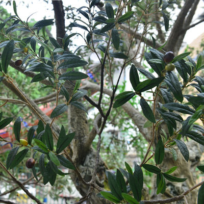 Factory Priced Large Artificial Olive Tree Huge Ornamental Fiberglass Tree for Indoor Restaurants and Shopping Malls Decor